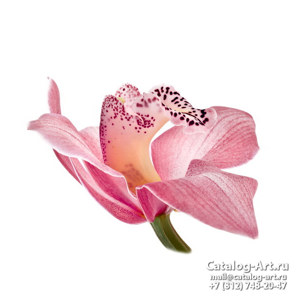 Натяжные потолки с фотопечатью - Розовые орхидеи 50